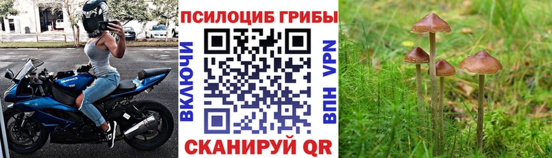 кракен ссылки  Воскресенск  Псилоцибиновые грибы Psilocybe 